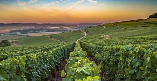 La Denominazione di Origine Controllata Champagne