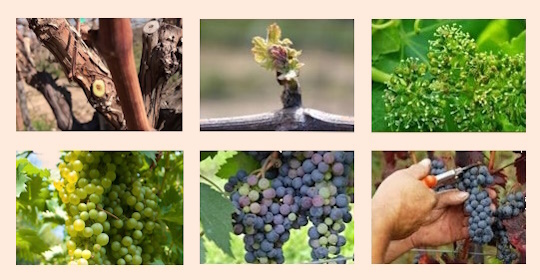 Il ciclo vegetativo e i lavori in vigna dello champagne